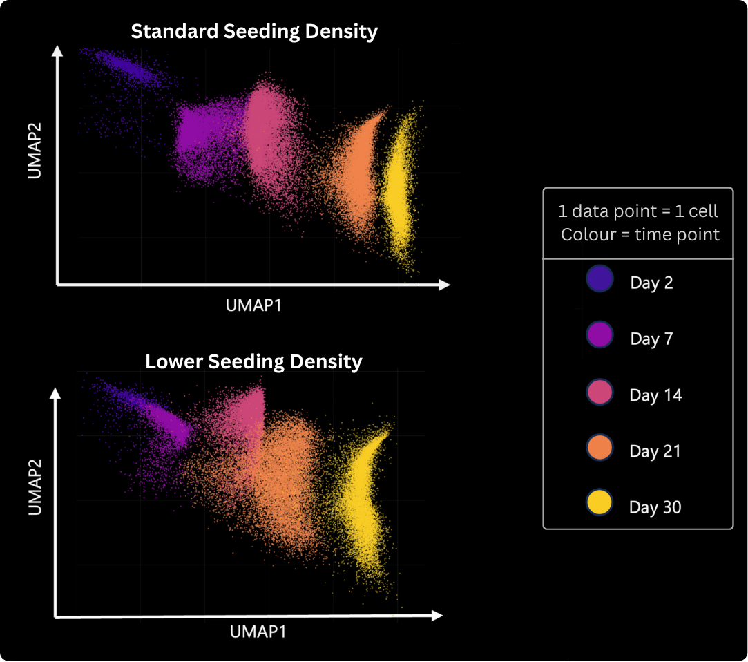UMAP plots comparing single-cell morphological features in standard and lower seeding density RPE cultures from Day 2 to Day 30.