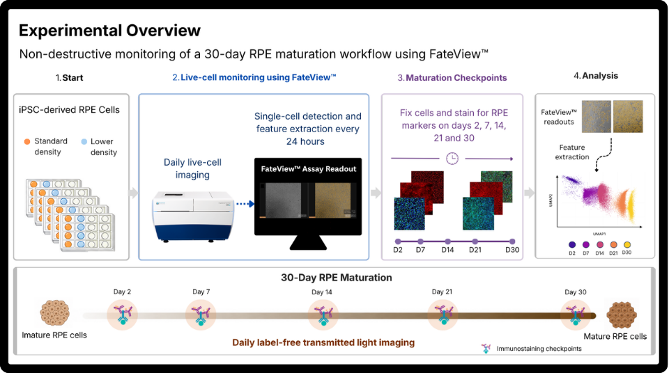Overview of the 30-day RPE maturation workflow with daily label-free imaging, FateView™ analysis and immunostaining checkpoints.