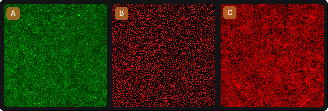 RPE immunofluorescence images showing TYRP at Day 7, MITF at Day 30 and ZO-1 at Day 30.