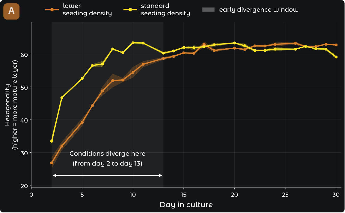 Line chart showing early divergence in hexagonality between standard and lower seeding density RPE cultures.