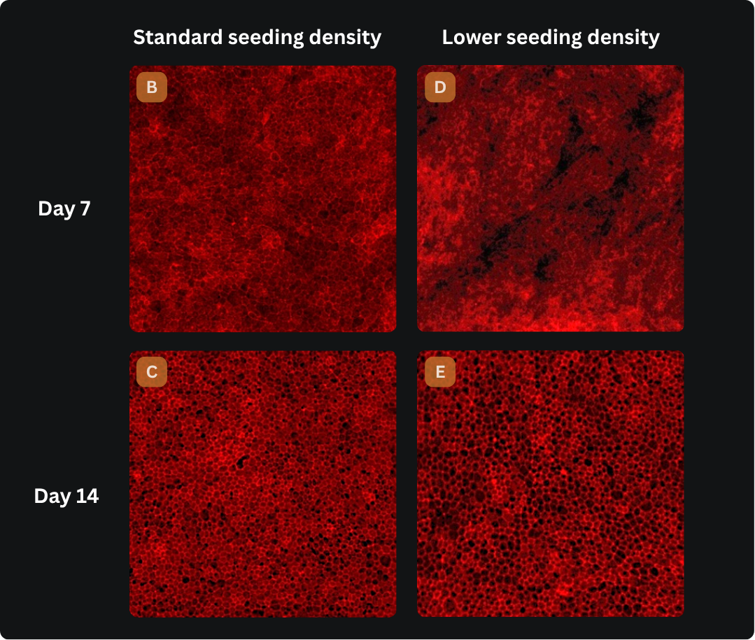 ZO-1 staining comparing epithelial organisation in standard and lower seeding density RPE cultures at Days 7 and 14.